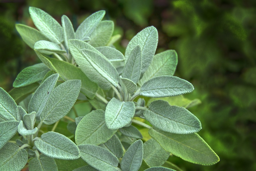 How to make sage-infused gin (for martinis or gin and tonics)